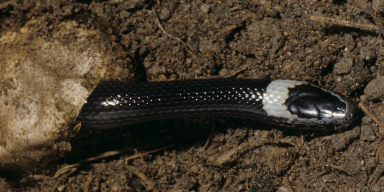Black snake with a white band around its neck crawling out of a leathery egg shell.