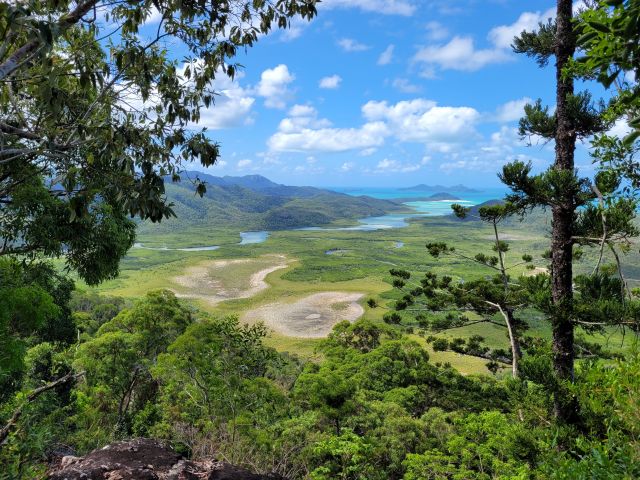 View framed by trees looking over mangroves, salt flats, green hills and tidal inlet with turquoise blue water. 