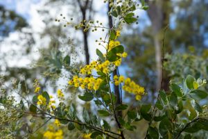 Yellow wattle flowers in bloom with blurred eucalyptus trees in background.