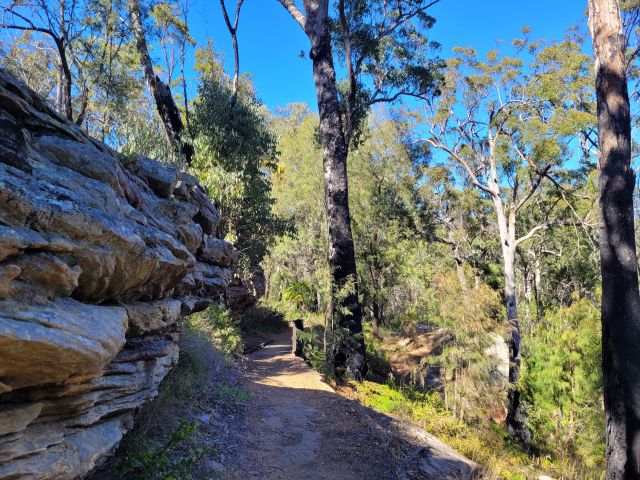 A hiking trail winding past a rocky outcrop and through a eucalyptus forest with tall trees and dense foliage under a clear blue sky. Sunlight filters through branches, highlighting textures of rocks.
