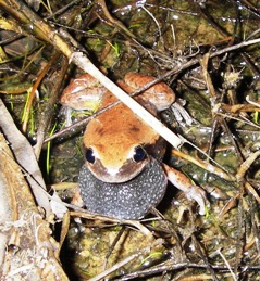 Listen for calling ruddy treefrogs. 