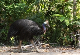 Cassowaries disappear into the rainforest backdrop of the Licuala day-use area. 