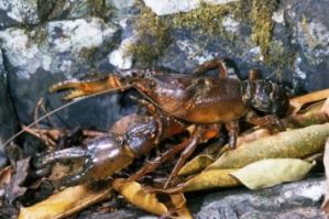 Image of a Mount Glorious spiny crayfish.