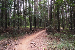 Mountain-bike trail from McGregor Road entrance