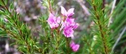 Splashes of brightly-coloured boronia adorn the bush in late winter and spring. 