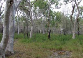 Photo of Neebs Waterhole camping area, a small, flat camp site set in open woodland.