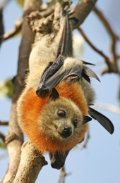 The grey-headed flying-fox is the only Australian flying-fox to have a collar of orange-brown fur encircling the neck. 