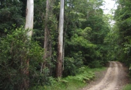 Rainforest features on the forest road from the day-use area. 
