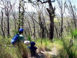 Grass tree understorey on Mount Baldy. 