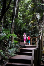 Boardwalks along the Djina-Wu walk allows easy walking for all ages. 