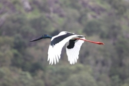 Jabiru in flight. 