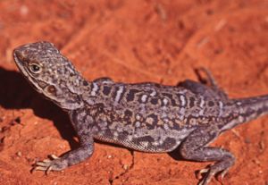 A painted dragon, one of many species of reptile that can be seen in Lake Bindegolly National Park.