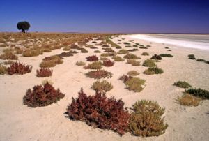 The lake margins and samphire flats within Lake Bindegolly are extremely fragile. 