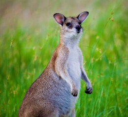 Photo of Agile wallaby
