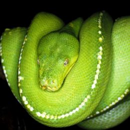 An adult green python (Paayi) at rest. The white spots break up the snake's outline. 