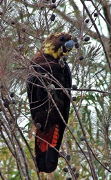 A female glossy black-cockatoo, with distinctive yellow splotches around its head, feeding on allocasuarina seeds.