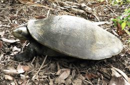 Photo of Krefft's river turtle