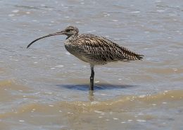 Eastern curlew
