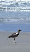 Image of a beach curlew, Moreton Bay Marine Park.