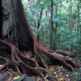 Buttress roots and palm groves are features of the rainforest of Tamborine National Park. 