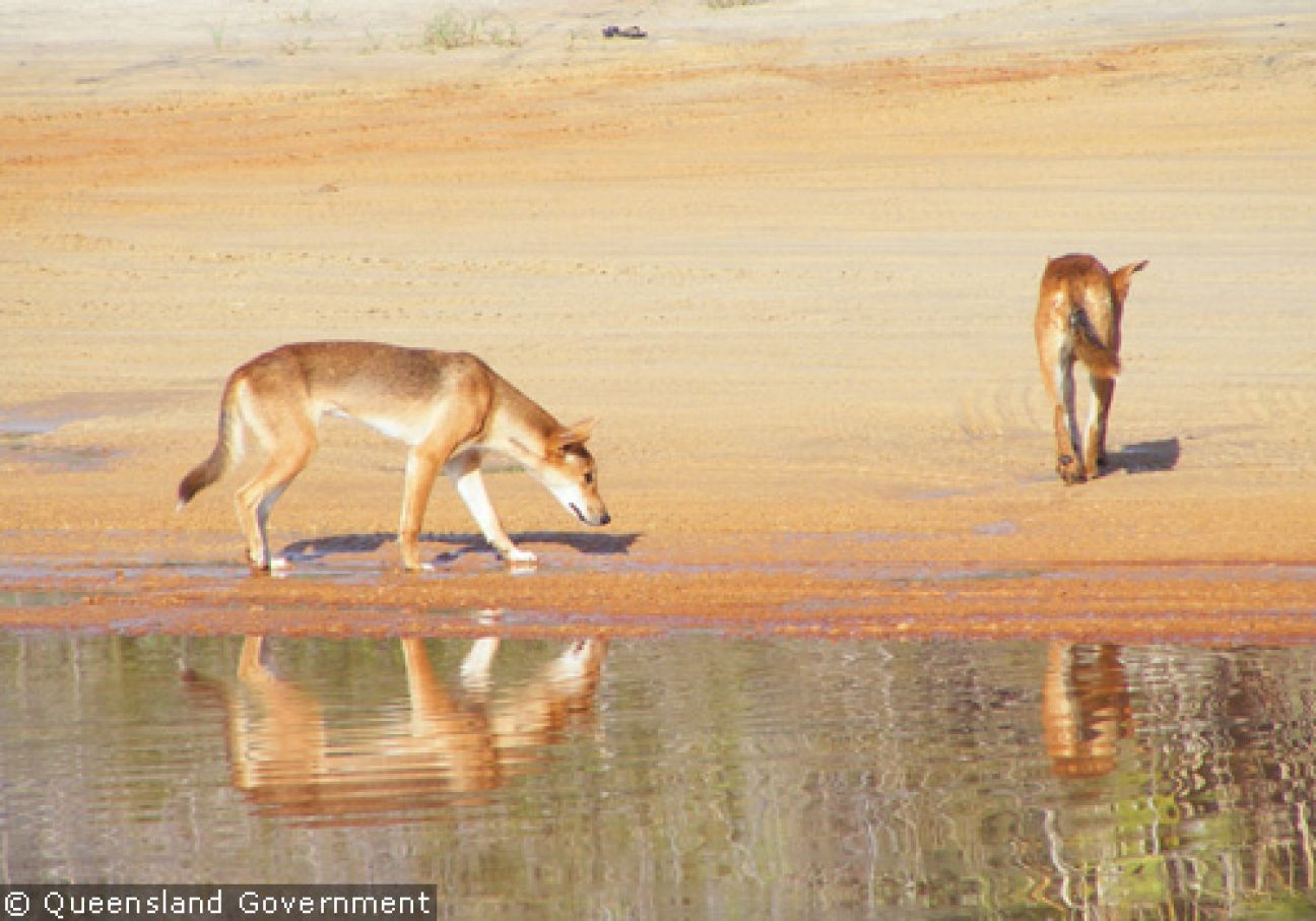 Fraser Island Dingoes