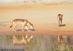 Fraser Island Dingoes