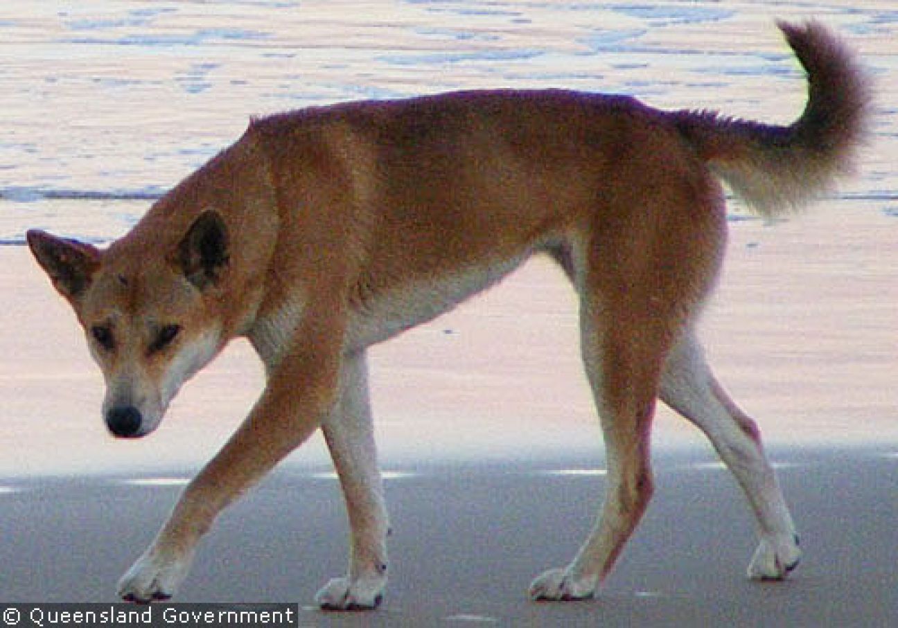 Fraser Island Dingoes