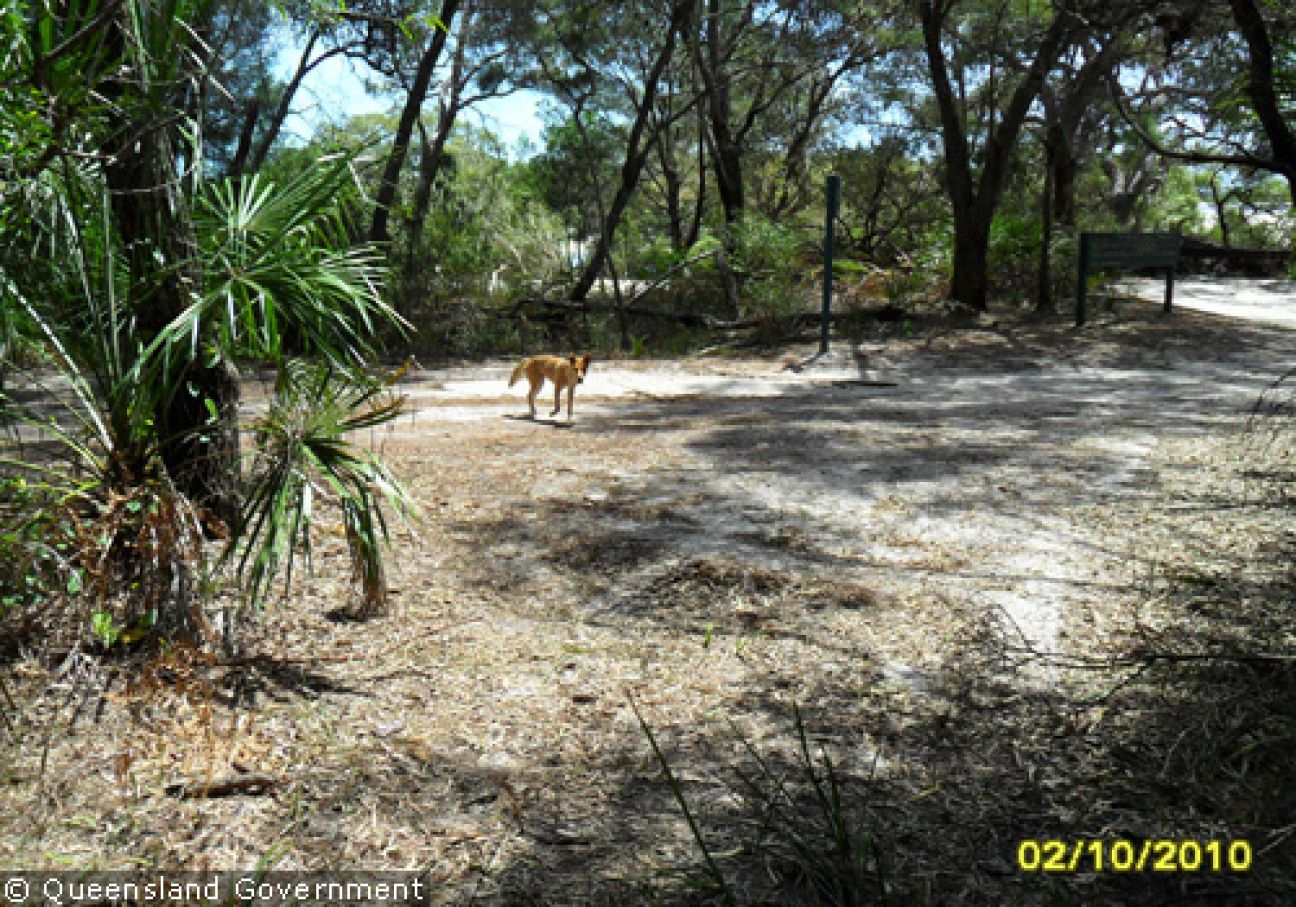Fraser Island Dingoes
