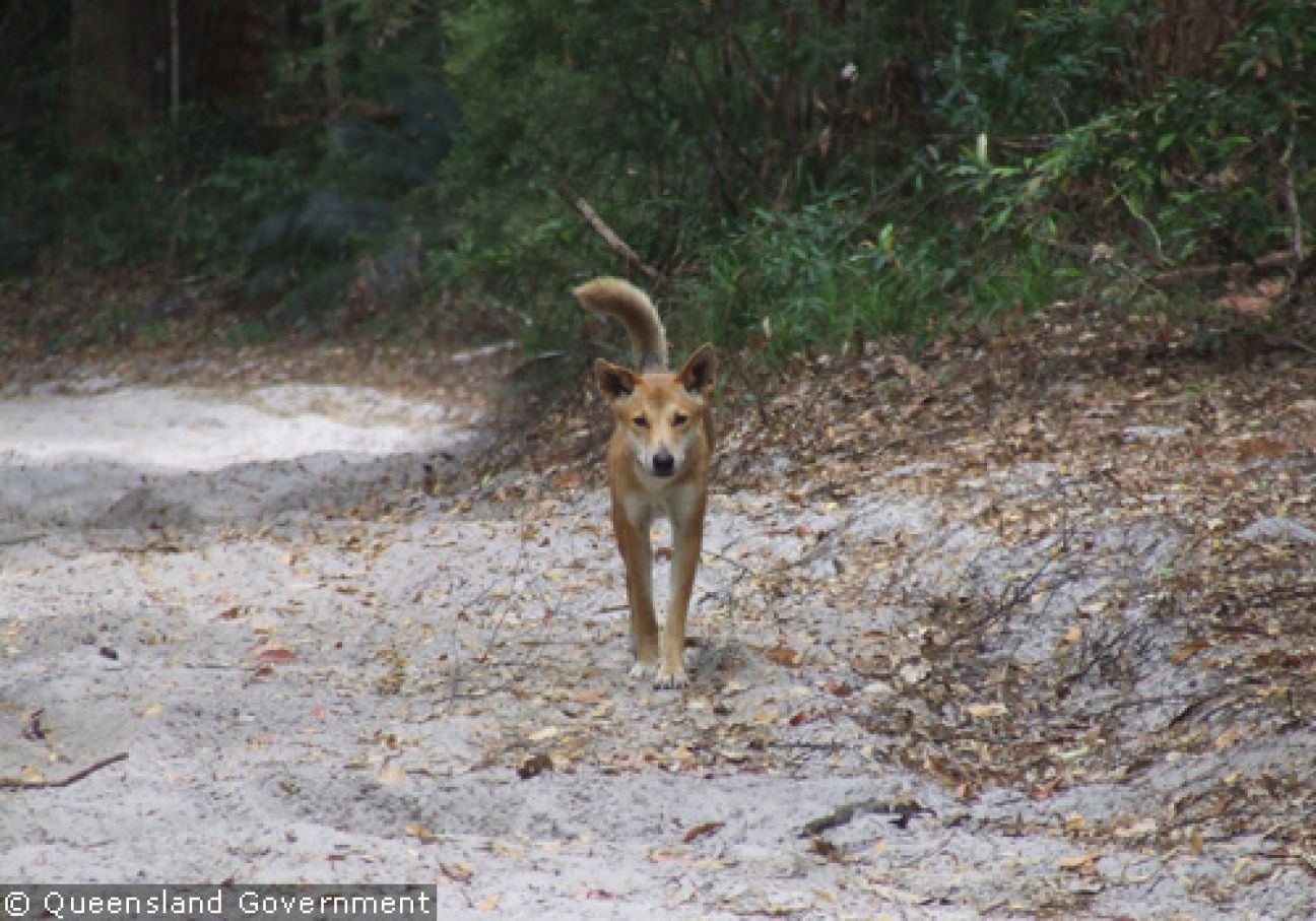 Fraser Island Dingoes