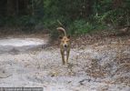 Fraser Island Dingoes