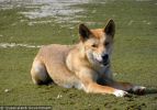 Fraser Island Dingoes