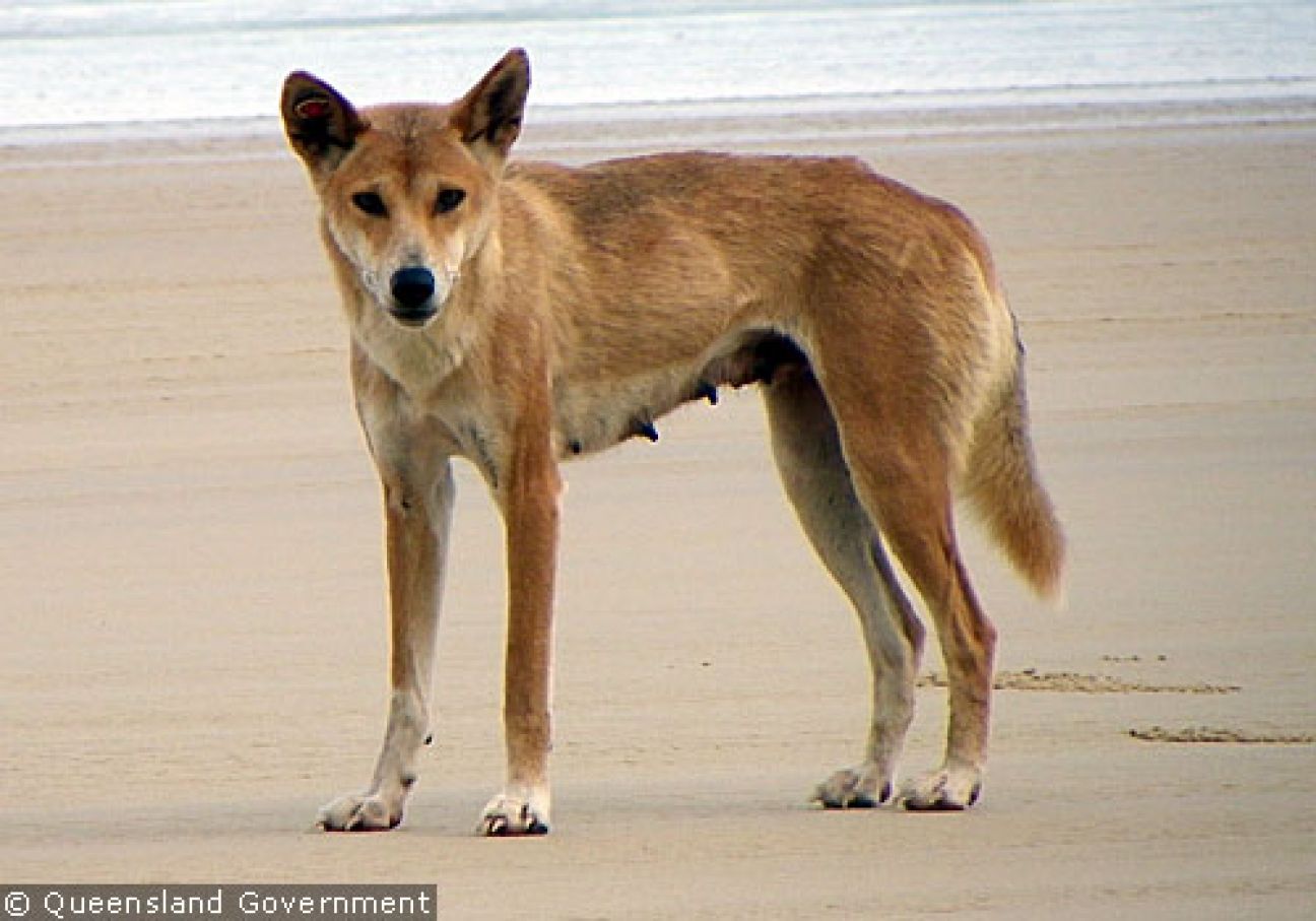 Fraser Island Dingoes