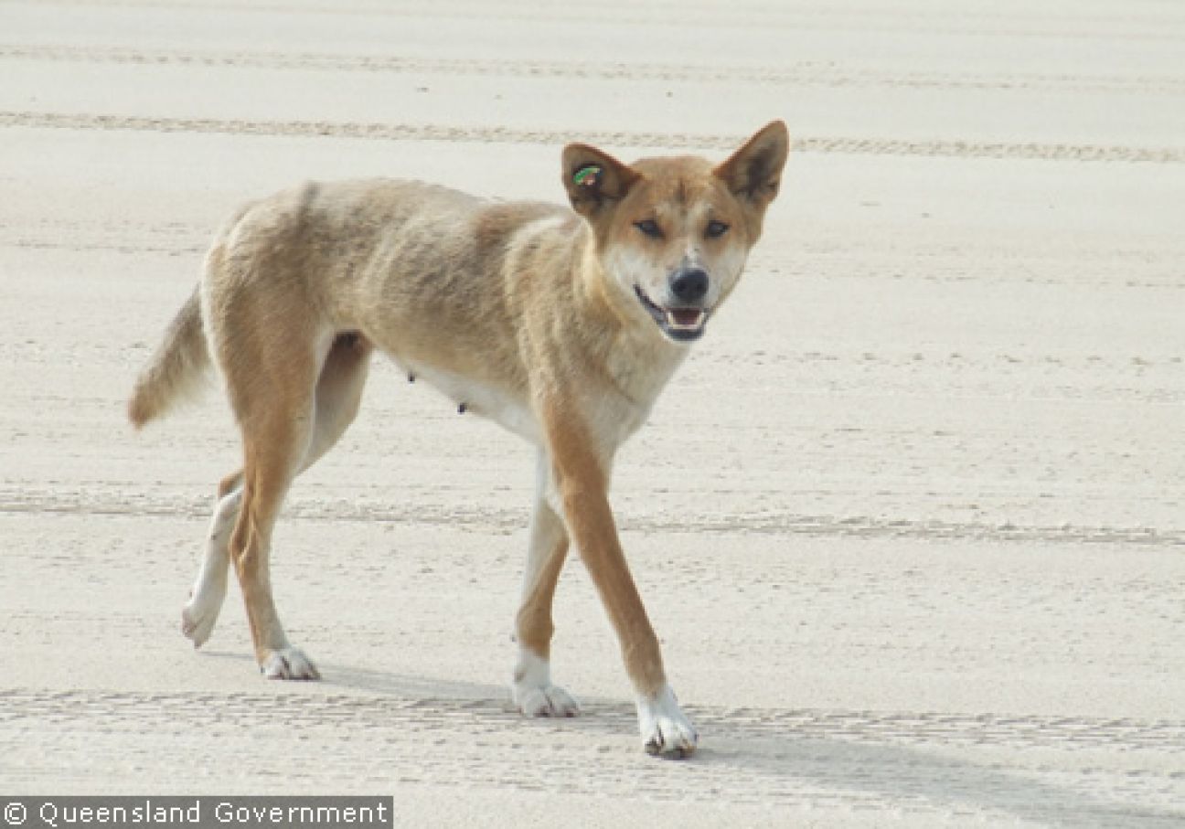 Fraser Island Dingoes