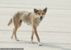 Fraser Island Dingoes