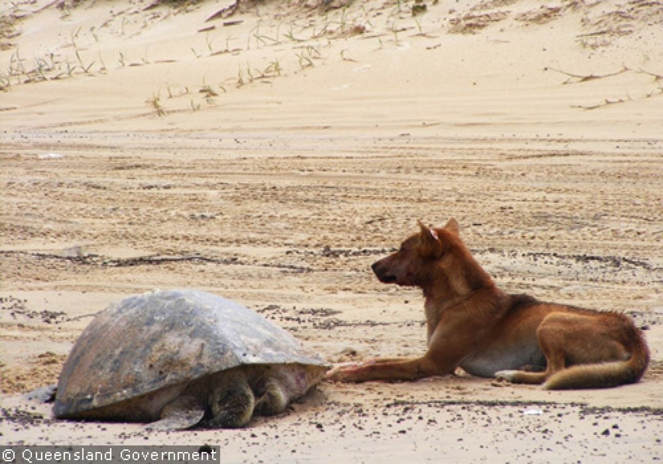 Fraser Island Dingoes