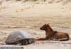 Fraser Island Dingoes