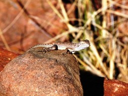 Ring-tailed dragons can be seen basking on the rocks at the edges of walking tracks.