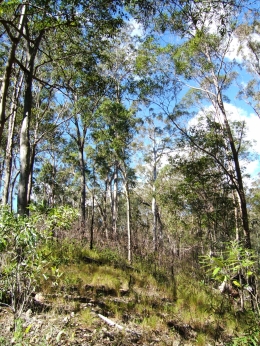 Open eucalypt forest at Cedar Creek. 