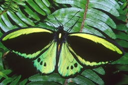 Male Cairns birdwing.