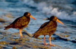 Image of two sooty oystercatchers.
