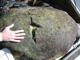 Boat strike victim 22/4/06