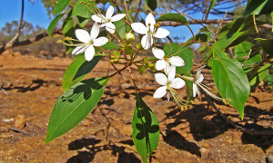 Showy clusters of Clerodendrum flowers contrast against the red soil and blue sky. 