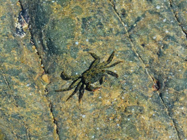 Remember to search tidal pools for creatures like crabs and other invertebrates.
