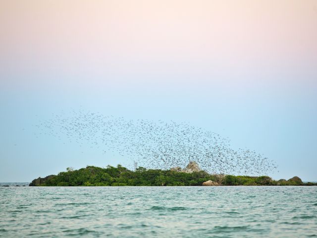When you camp at Chilli Beach, watch flocks of metallic starlings at dusk.