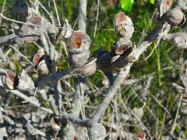 Hakea shrubs display distinctive woody seed pods.
