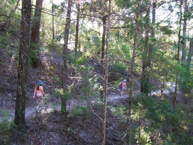 The Noosa Hill Walk is a shady walk perfect for a hot day.