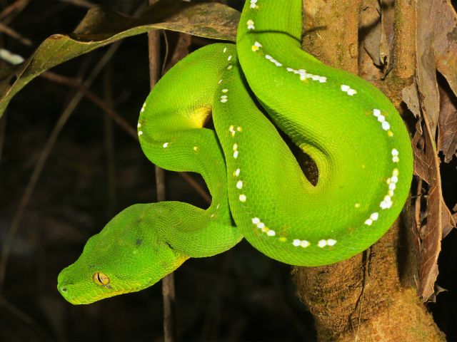 Green pythons can be found in the rainforest, but their colour makes them hard to spot.