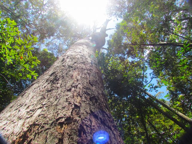 Enjoy strolling under the forest canopy.