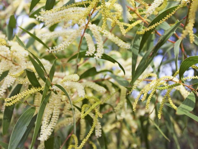 Bring your binoculars and look for honeyeaters and other birds feeding on blossoms.