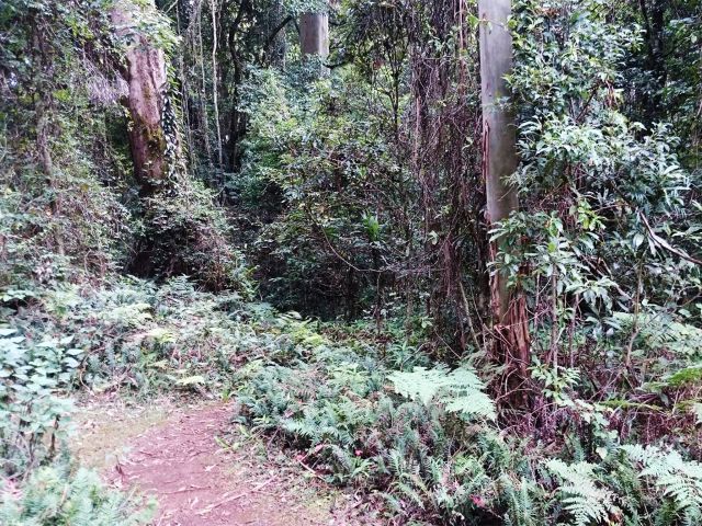 Walk through dense subtropical rainforest along this short but rough track.